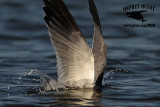 _MG_8084 Laughing Gull.jpg