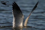_MG_8085 Laughing Gull.jpg