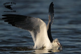 Laughing Gull - jump-plunge & surface-plunge