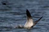 _MG_8972 Laughing Gull.jpg