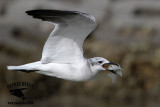 _MG_5939 Laughing Gull.jpg