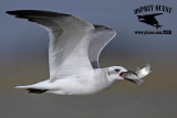 _MG_5946 Laughing Gull.jpg