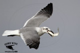 _MG_5961 Laughing Gull.jpg