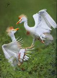 2012 Books with my photographs - The Illustrated Birds of North Carolina