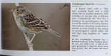 NC-Grasshopper Sparrow.jpg