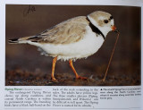 NC-Piping Plover.jpg