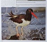 TX-American Oystercatcher.jpg