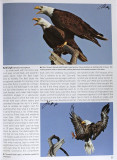 TX-Bald Eagle.jpg
