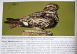 TX-Common Nighthawk.jpg