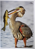 TX-Great Blue Heron.jpg