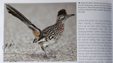 TX-Greater Roadrunner.jpg