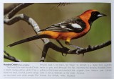 TX-Hooded Oriole.jpg