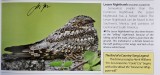 TX-Lesser Nighthawk.jpg