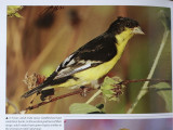 TX-Lesser Goldfinch.jpg