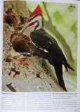 TX-Pileated Woodpecker.jpg