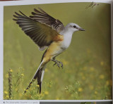 TX-Scissor-tailed Flycatcher.jpg