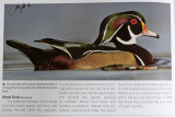 TX-Wood Duck.jpg