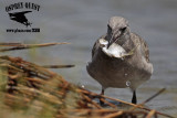 _MG_2370 Laughing Gull.jpg