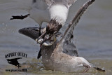 _MG_2446 Laughing Gull.jpg