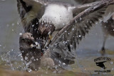 _MG_2448 Laughing Gull.jpg