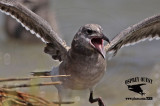 _MG_2456 Laughing Gull.jpg