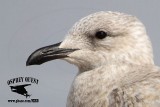 Seagull - hybrid from Quintana - February 5, 2012
