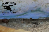 _MG_5401crop Portuguese man-of-war.jpg