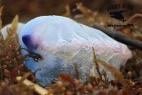 _MG_6128 Portuguese man-of-war.jpg