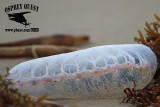 _MG_6345 Portuguese man-of-war.jpg