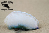 _MG_6450 Portuguese man-of-war.jpg