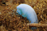 _MG_6498 Portuguese man-of-war.jpg