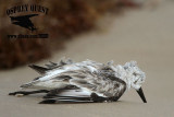 _MG_2033 Sanderling.jpg