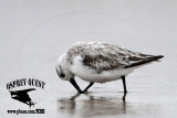_MG_8732 Sanderling.jpg