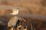 _MG_7590 Forsters Tern.jpg