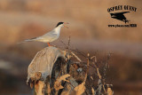 _MG_7592 Forsters Tern.jpg