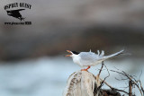 _MG_7869 Forsters Tern.jpg