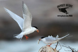 _MG_7874 Forsters Tern.jpg