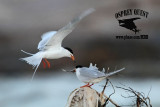 _MG_7875 Forsters Tern.jpg