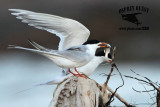 _MG_7882 Forsters Tern.jpg