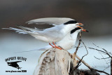 _MG_7887 Forsters Tern.jpg