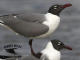 _MG_5243 Laughing Gull.jpg