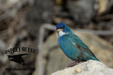 _MG_2230 leucistic Indigo Bunting.jpg