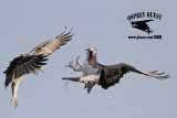 _MG_6989 Osprey.jpg
