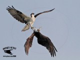 Osprey – Intraspecific Interactions: Locking Talons and falling into Death Spiral #2