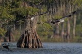 _MG_7004 Osprey.jpg