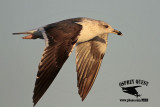 _MG_1272 Lesser Black-backed Gull#1 3cy Mar4.jpg