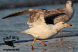 _MG_3981 Lesser Black-backed Gull 3cyApr21.jpg