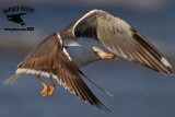 _MG_4241 Lesser Black-backed Gull#1 3cyApr21.jpg