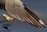 _MG_4241crop Lesser Black-backed Gull#1 3cyApr21.jpg
