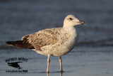 _MG_4321 Lesser Black-backed Gull 2cyApr21.jpg